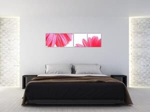 Obraz kvetín - astra (Obraz 160x40cm)