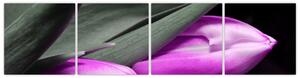 Obraz fialových tulipánov (Obraz 160x40cm)