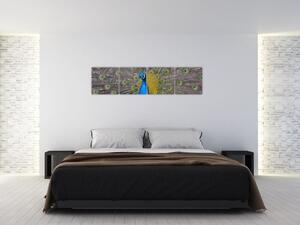 Obraz páva (Obraz 160x40cm)