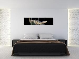 Obraz plávajúce korytnačky (Obraz 160x40cm)