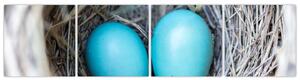 Obraz modrých vajíčok v hniezde (Obraz 160x40cm)