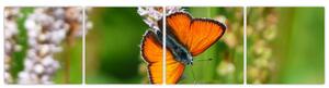 Moderný obraz motýľa na lúke (Obraz 160x40cm)