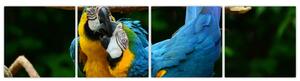 Obraz papagájov na lane (Obraz 160x40cm)