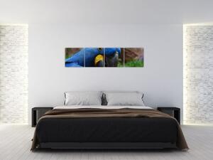 Obraz - papagáj (Obraz 160x40cm)