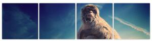 Obraz opice - obrazy zvierat (Obraz 160x40cm)