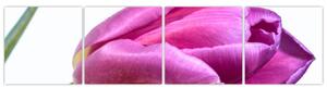 Obraz ružového tulipánu (Obraz 160x40cm)