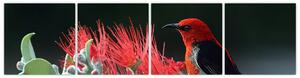 Obraz vtákov - červená (Obraz 160x40cm)
