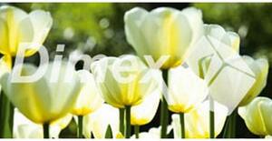 DIMEX | Obraz na skle | Tulipány GL-60-006 | 60 x 30 cm