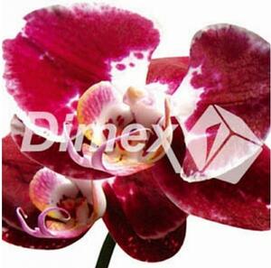 DIMEX | Obraz na skle | Červená orchidea GL-30-013 | 30 x 30 cm