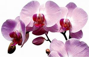 DIMEX | Obraz na skle | Orchidea GL-45-021 | 45 x 30 cm