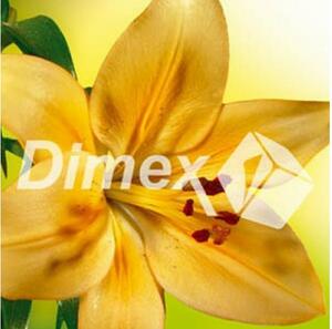 DIMEX | Obraz na skle | Ľalia GL-30-014 | 30 x 30 cm