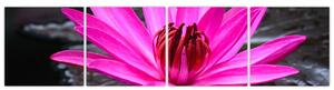 Obraz s detailom kvetu (Obraz 160x40cm)