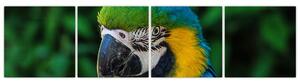 Obraz papagája (Obraz 160x40cm)