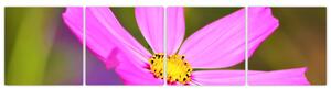 Obraz kvety (Obraz 160x40cm)