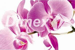 DIMEX | Obraz na skle | Ružová orchidea GL-45-007 | 45 x 30 cm