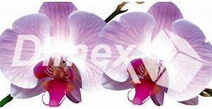 DIMEX | Obraz na skle | Orchidea GL-60-008 | 60 x 30 cm