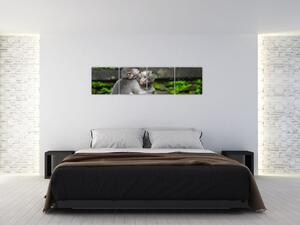 Obraz na stenu - opice (Obraz 160x40cm)