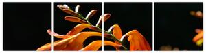 Obraz detailu kvety (Obraz 160x40cm)
