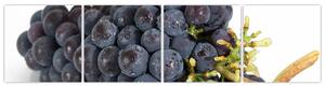 Obraz s hroznovým vínom (Obraz 160x40cm)