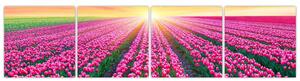 Obraz - polia kvetov (Obraz 160x40cm)