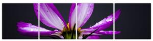 Obraz - kvety (Obraz 160x40cm)