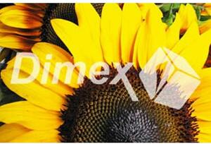 DIMEX | Obraz na skle | Slnečnica GL-45-009 | 45 x 30 cm