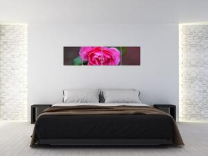 Obraz ruže na stenu (Obraz 160x40cm)