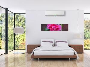 Obraz ruže na stenu (Obraz 160x40cm)