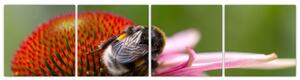 Obraz včely na kvete (Obraz 160x40cm)