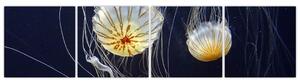 Obraz - medúzy (Obraz 160x40cm)