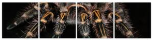 Obraz - Tarantula (Obraz 160x40cm)