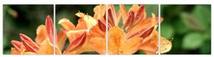 Oranžové kvety (Obraz 160x40cm)