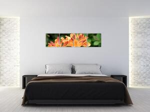 Oranžové kvety (Obraz 160x40cm)
