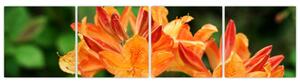 Obraz kvetín (Obraz 160x40cm)