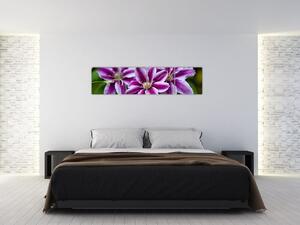 Súkvetia rastliny, obraz do bytu (Obraz 160x40cm)
