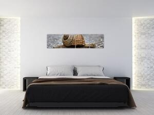 Ulita slimáka, obraz na stenu (Obraz 160x40cm)