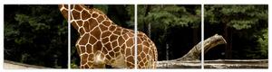 Obraz žirafy (Obraz 160x40cm)