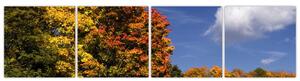 Jesenné stromy - obraz do bytu (Obraz 160x40cm)