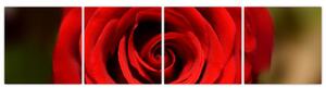 Detail ruže - obraz (Obraz 160x40cm)