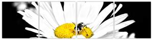 Včela na sedmokráske - obraz (Obraz 160x40cm)