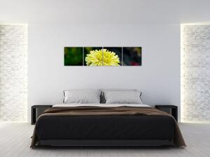 Obrazy kvetiny (Obraz 160x40cm)
