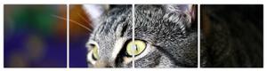 Mačka - obraz (Obraz 160x40cm)