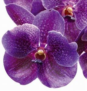 DIMEX | Obraz na skle | Fialová orchidea GL-30-027 | 30 x 30 cm