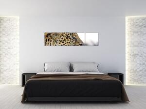 Leopard - obraz (Obraz 160x40cm)