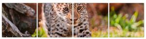 Mláďa leoparda - obraz do bytu (Obraz 160x40cm)