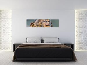 Opica - obrazy (Obraz 160x40cm)