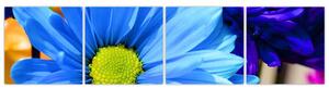 Modrá chryzantéma - obrazy (Obraz 160x40cm)