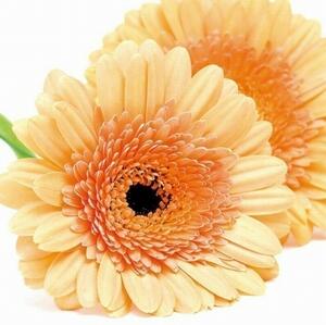 DIMEX | Obraz na skle | Gerbera GL-30-028 | 30 x 30 cm
