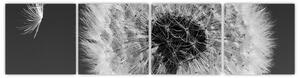 Odkvitnutá púpava - obraz kvetín (Obraz 160x40cm)