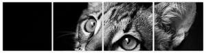 Obraz mačky (Obraz 160x40cm)